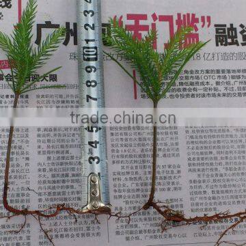 Araucaria Excelsa Bonsai