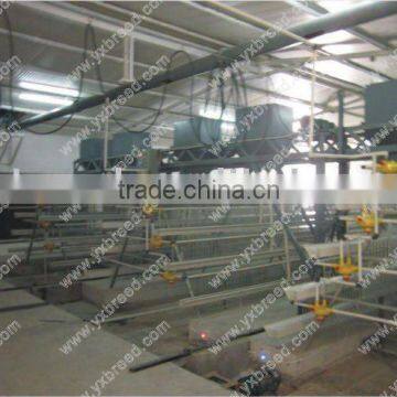 automatic chicken feeding system