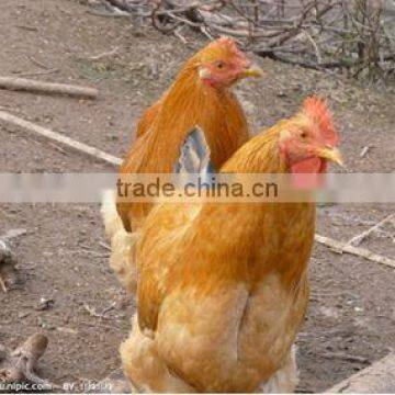 broiler growth promoter