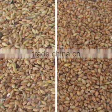 Hot Selling in Thailand Mini Intelligent Ccd Wheat Color Sorter photo-4