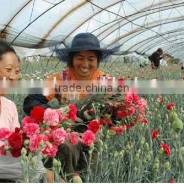 greenhouse plastic film plastic sheet greenhouse cover and flower greenhouse