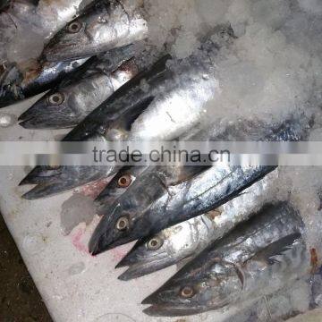 wholesale competitive price fresh frozen Spanish mackerel