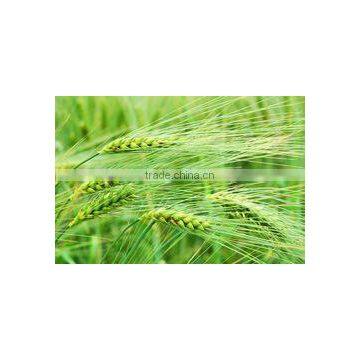 Malted Barley Extract Liquid