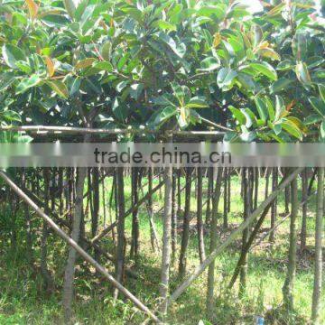 Ficus elastica Middle-east landscaping trees