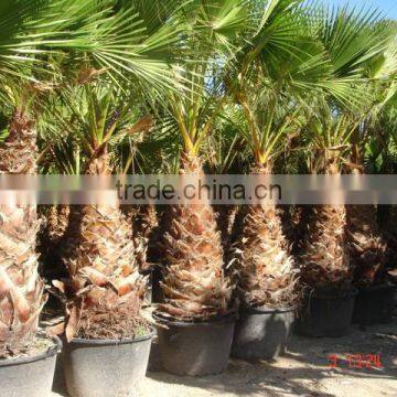 Washingtonia Robusta "Mexican Fan Palm" photo-3