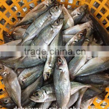 Frozen big eyes horse mackerel in good quality with size 90 - 110 g