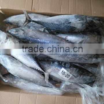 Frozen bonito whole round fish/frozen bonito fish for sale