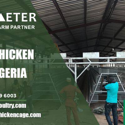 Layer Battery Cage System Poultry Farming Cage Solution for Ogun Nigeria