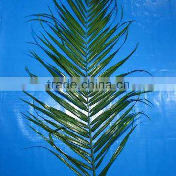 Decorative Coniferous supply fresh cut leave