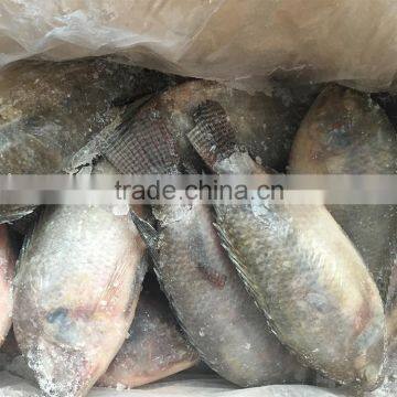 Good Quality Frozen Tilapia Chinese Factory Wholesale Price