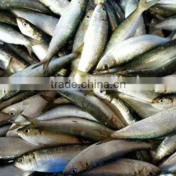 sardine fish for bait, frozen sardine, sardine China origin