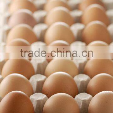 High Quality Paper Egg Tray Making Machine