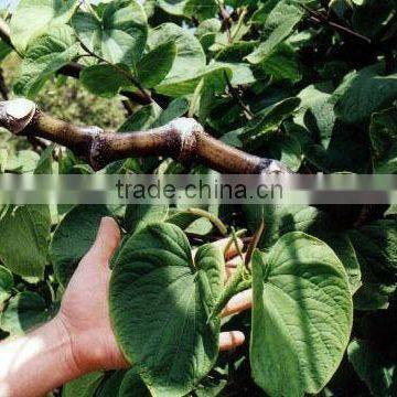 Manufacturer BANABAN Pet Wash Australian Lemon Myrtle Coconut Oil Virgin Organic photo-4