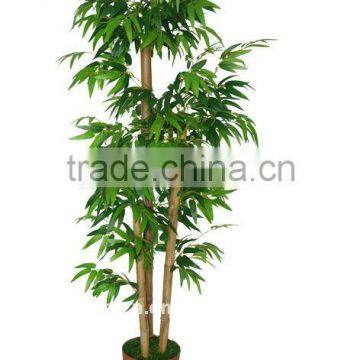 Bamboo tree