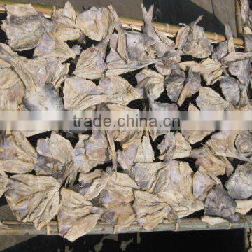 dried sea catfish meat