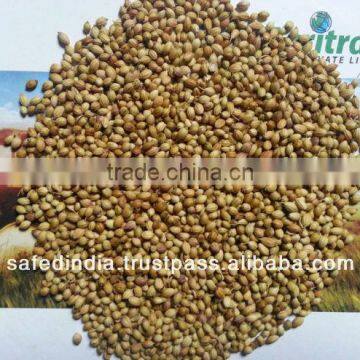 Coriander seed