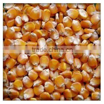 Thailand Premium Dried Sweet Feed Corn for Sale