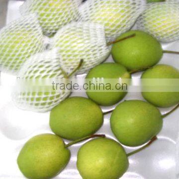 Shandong Pear photo-3