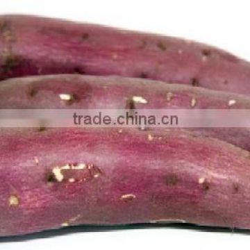 Egyptian sweet potatoes, Red Type for export