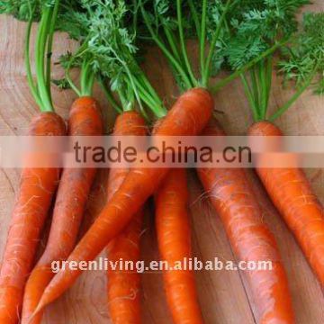 fresh carrot 2014 low price