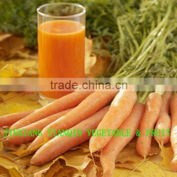 Fresh Chinese Red Carrot