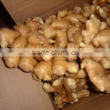 2012 dry ginger supplier