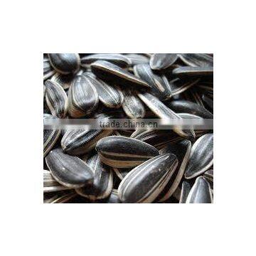 Organic Sunflower Seeds 5009 Sunflower Seeds White Sunflower Seeds photo-4