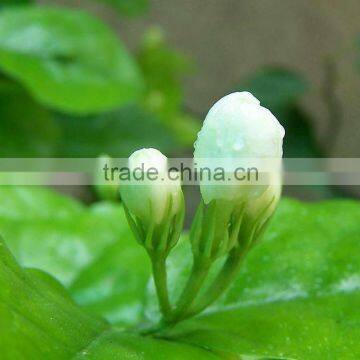 Dried jasmine flower/buds