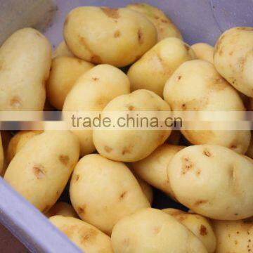 Small Potato Peeling Machine / Fish Skin Peeler photo-5