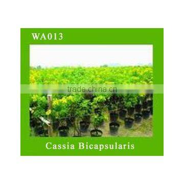 Cassia Bicapsularis farms