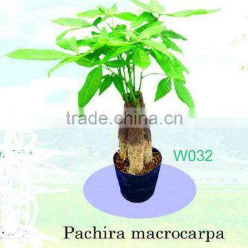 Pachira Macrocarpa