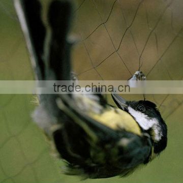 bird hunting network / mist net for small bird,small bird net in china