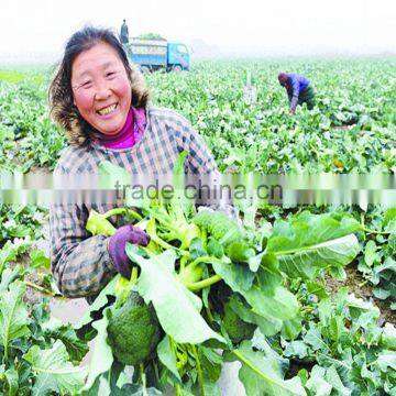 Vegetable Precision Mini Seed Planter photo-6