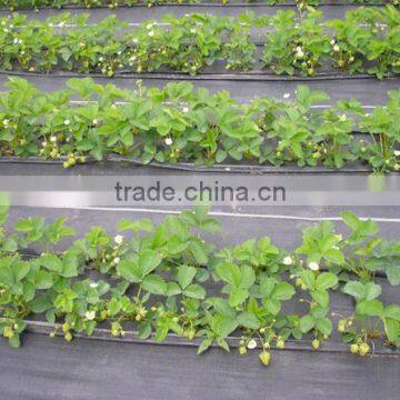 Agricultural Black Plastic Ground Cover photo-6