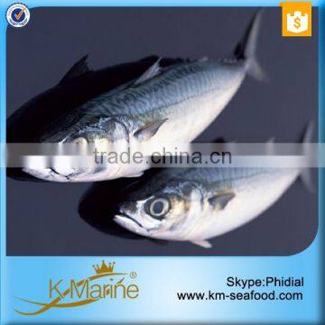 Frozen Mackerel for Canned Fish