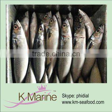 Types of seafoods fish mackerel