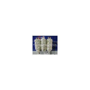 Shandong fresh garlic