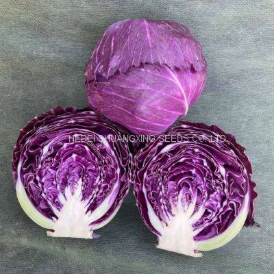 Heat Resistant f1 Hybrid Cabbage Seeds photo-3