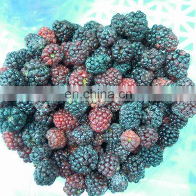 Sinocharm BRC-A Approved  Fresh  IQF Frozen   Nutrition Blackberry  With High Quality