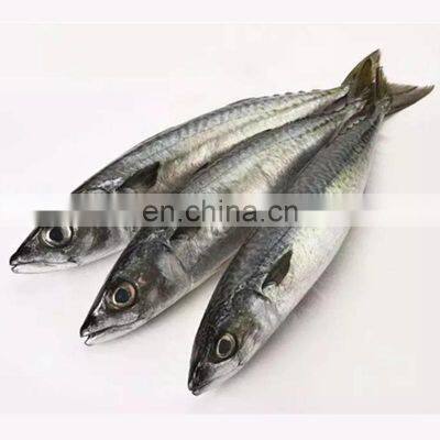 china mackerel fish sea frozen pacific mackerel fish