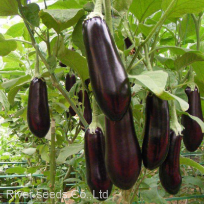 10g Chinese vegetable eggplant seeds vegetable f1 hybrid Black Beauty Eggplant Seeds for sale