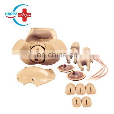 HC-S302 High Quality Medical Pregnancy model/Childbirth Simulator/Nursing training gynecology model