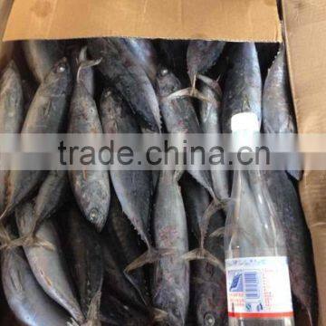 Top Sales Frozen Bonito Tuna Fish Auxis Thazard Bullet Tuna