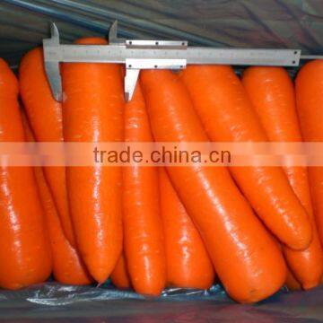 Fresh Carrots Hot for Sales high quality carrot with low price