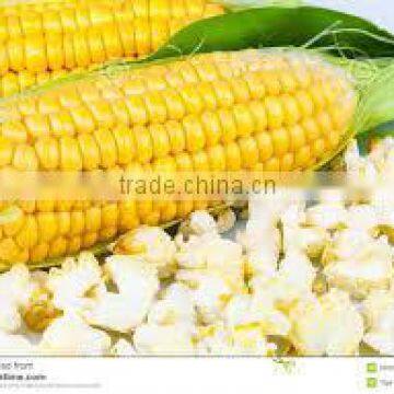 Popcorn Yellow Maize