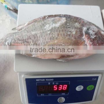 Frozen Tilapia fish