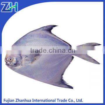 white pomfret whole round fish for sale