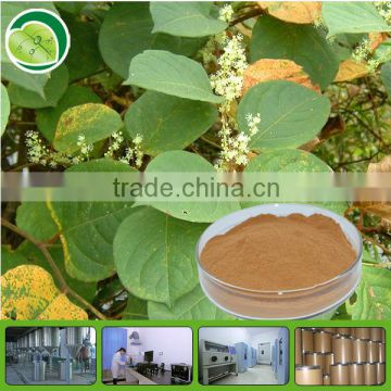 High quality polygonum cuspidatum extract/resveratrol bulk powder