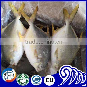 Fish Farming Frozen Whole Round Golden Pompano Pomfret