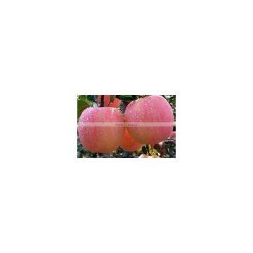 Grade A Fresh Fuji Apple